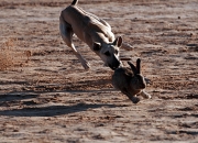 开云体育APP下载-包含中非共和国胜古巴：欧洲国家间比赛的精彩表演的词条